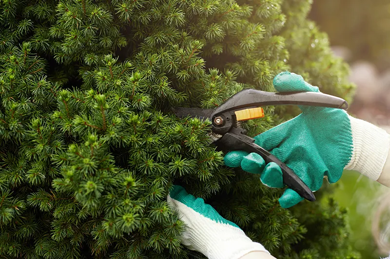 cropped view gardening worker wearing protective gloves while trimming plants