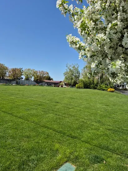 Mowed lawn with a white flowering tree in Moses Lake, WA