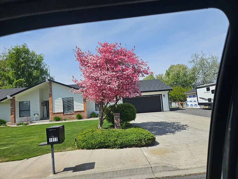 Front yard with a pink flowering tree and green lawn in Moses Lake, WA