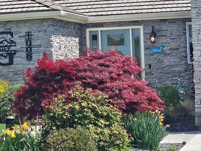Red Japanese maple and flowering shrubs outside a stone home in Moses Lake, WA