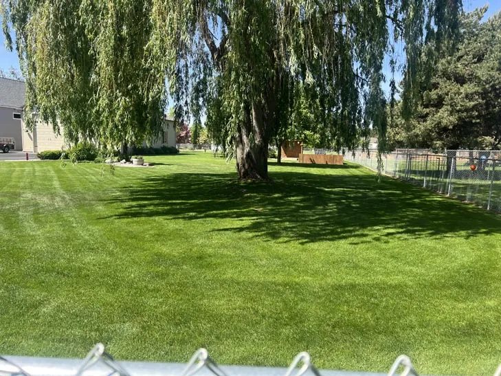 Healthy green lawn under a large willow tree in Moses Lake, WA