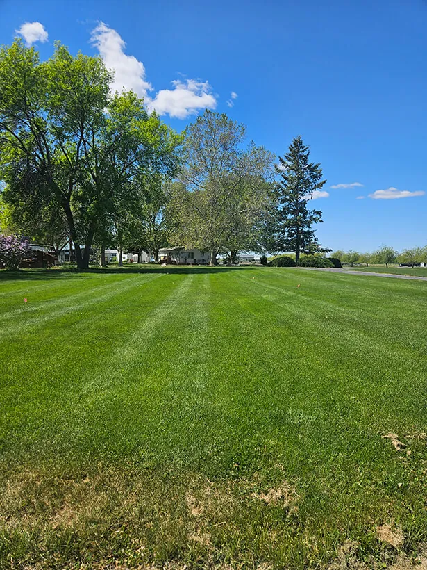 Freshly striped green lawn after mowing by Tatum Lawn Care in Moses Lake, WA