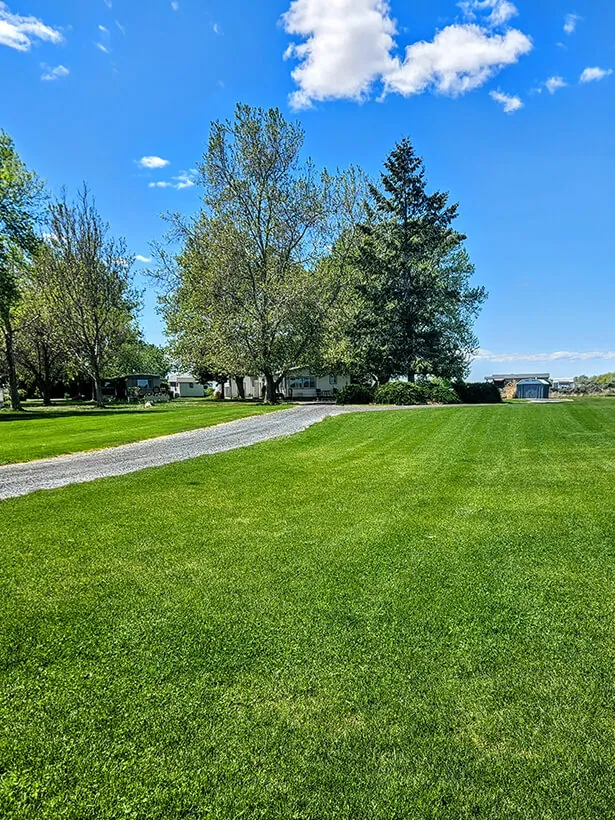 Freshly mowed striped lawn with trees and a driveway in Moses Lake, WA