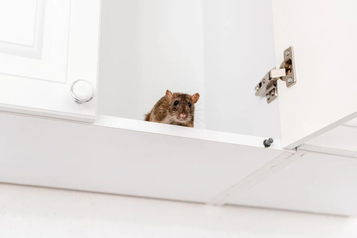 Mouse inside a kitchen cabinet - signs of a rodent problem