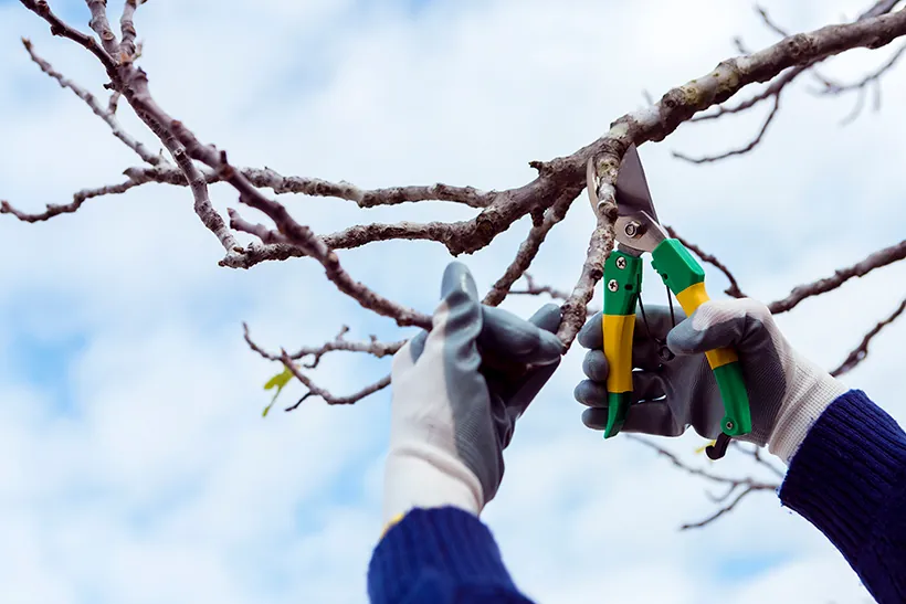 Pruning shears cutting a bare tree branch - fall and winter pruning in Moses Lake, WA
