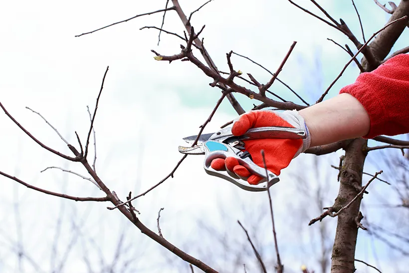 Pruning shears cutting a fruit tree branch - fall and winter pruning in Moses Lake, WA