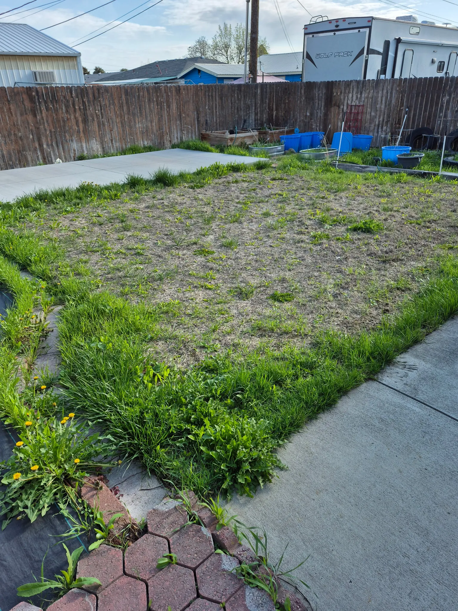 Patchy, weedy lawn along a sidewalk - common lawn care problems in Moses Lake, WA