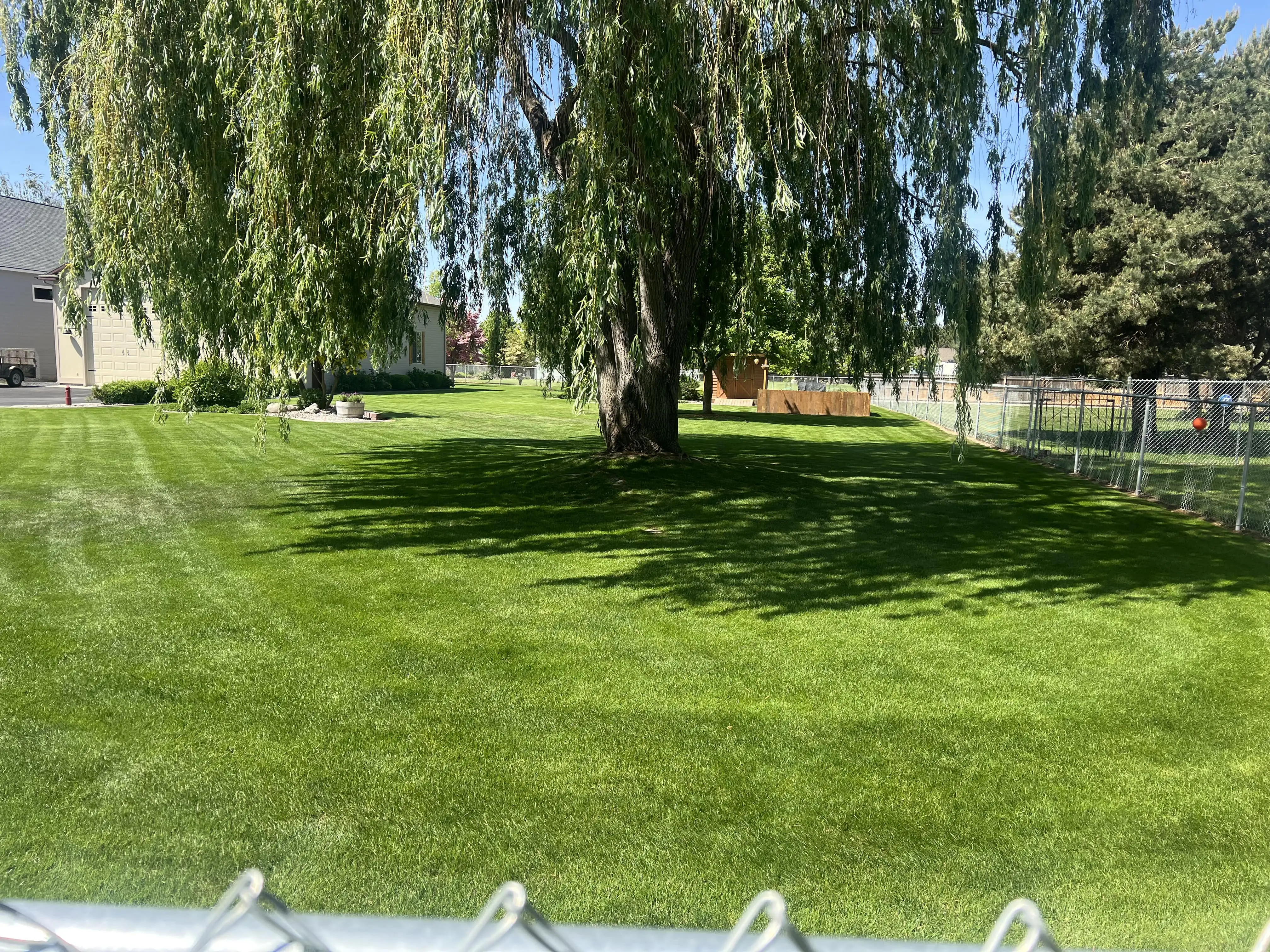 Healthy green lawn under a willow tree after regular mowing in Moses Lake, WA